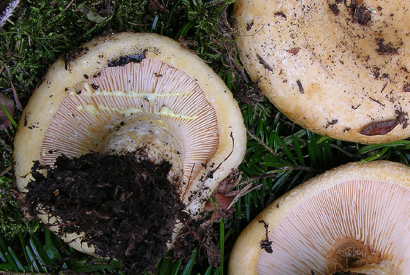 Lactarius intermedius?